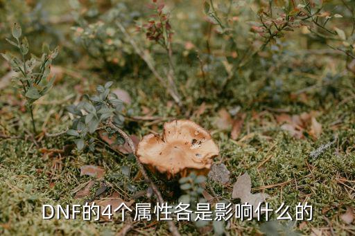 DNF的4个属性各是影响什么的