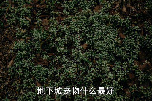 dnf什么宠物属性强大，地下城宠物什么最好