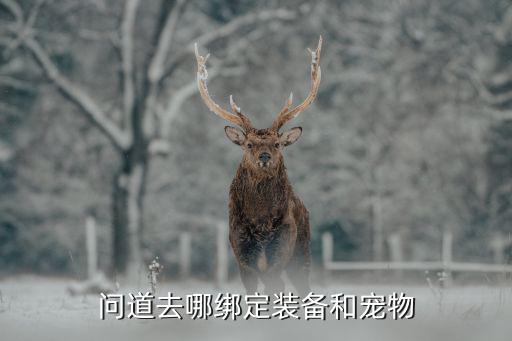 问道去哪绑定装备和宠物