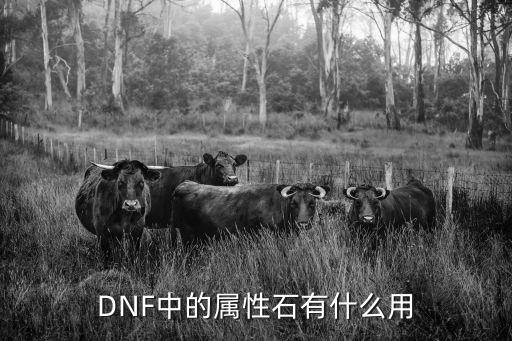 DNF中的属性石有什么用