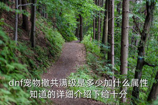 dnf宠物撒共满级是多少加什么属性知道的详细介绍下给十分