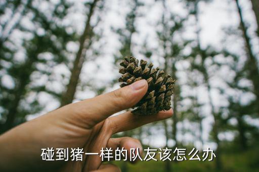 碰到猪一样的队友该怎么办