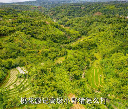 桃花源记高级小野猪怎么打