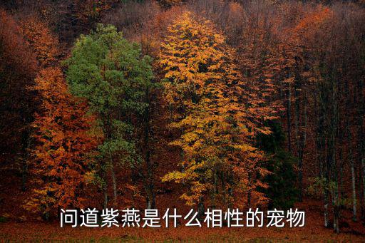 问道紫燕是什么相性的宠物