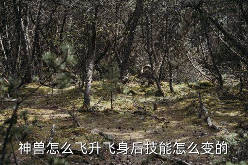 神兽怎么飞升飞身后技能怎么变的