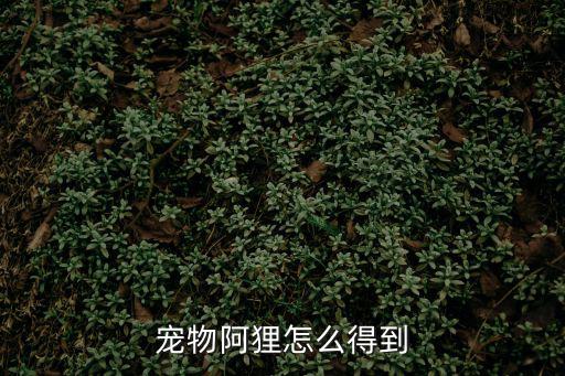 宠物阿狸怎么得到