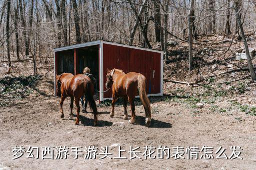 梦幻手游外观怎么分享，梦幻西游手游头上长花的表情怎么发