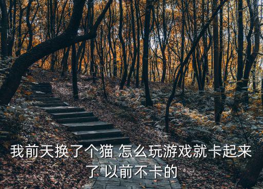 猫猫公园手游怎么才能不卡，是不是不能带猫咪去公园玩可能会得猫传腹吗