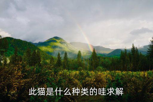 此猫是什么种类的哇求解
