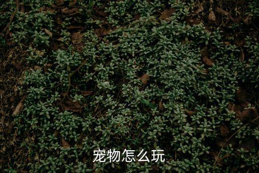 征途2手游宠物怎么玩，征途怎么养宠物
