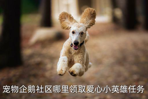 宠物企鹅社区哪里领取爱心小英雄任务
