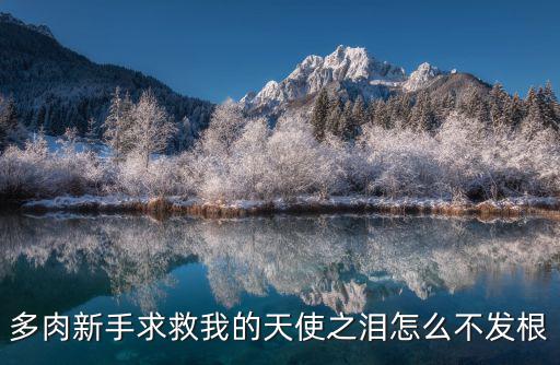 多肉新手求救我的天使之泪怎么不发根