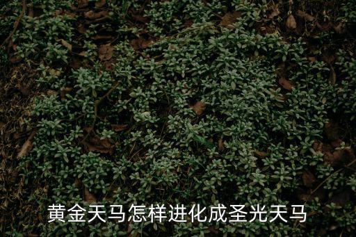 黄金天马怎样进化成圣光天马