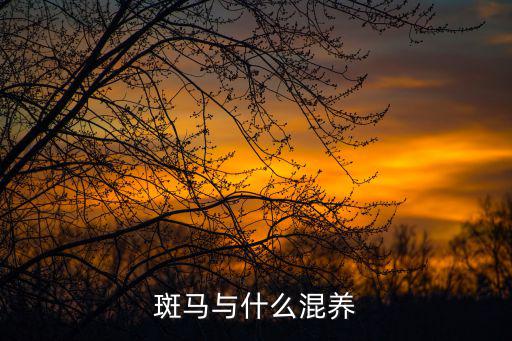 斑马与什么混养