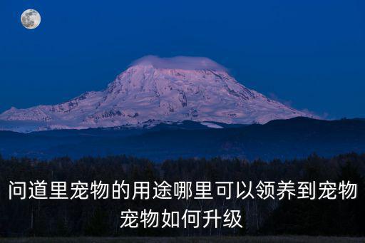 问道里宠物的用途哪里可以领养到宠物宠物如何升级