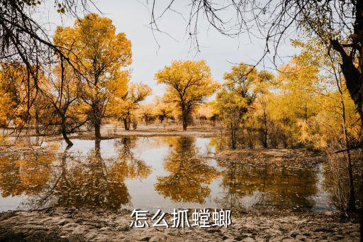怎么抓螳螂