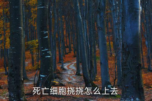 死亡细胞挠挠怎么上去