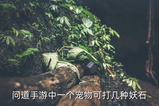 问道手游平民宠物怎么打宝石，问道手游中一个宠物可打几种妖石