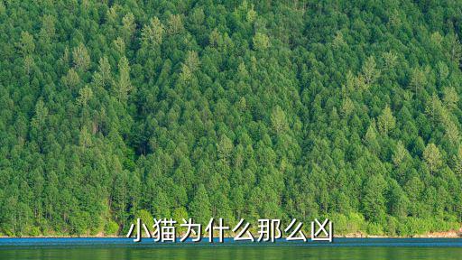 lol手游猫咪怎么这么强，这只小猫太猛了求解决方法