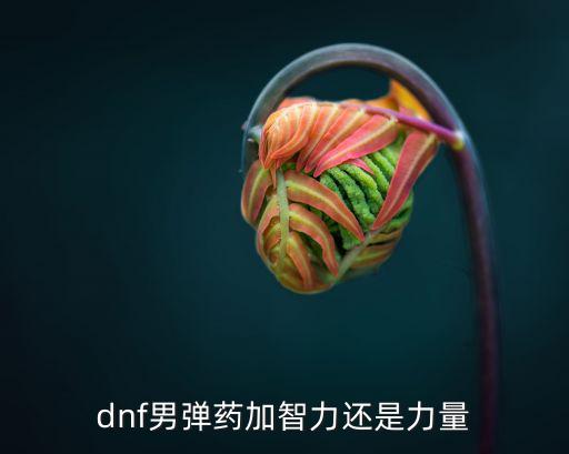 dnf男弹药加智力还是力量