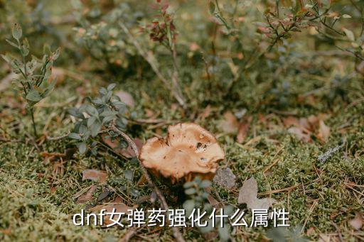 dnf 女弹药吃什么属性，dnf女弹药堆什么属性