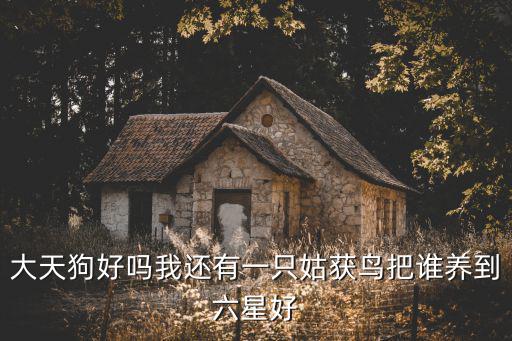 大天狗好吗我还有一只姑获鸟把谁养到六星好