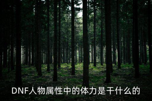 dnf体力属性是什么意思，DNF游戏中 装备上的体力属性 其什么作用