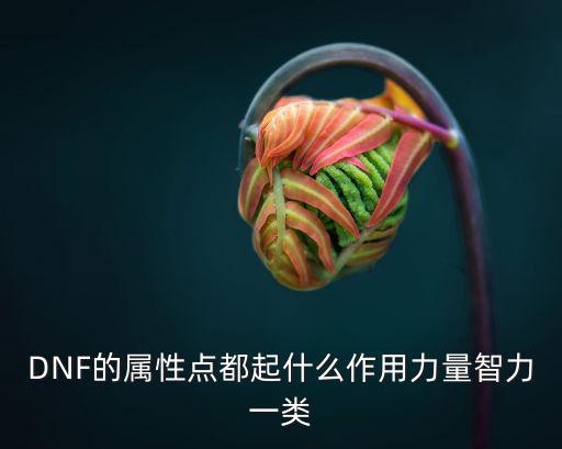 DNF的属性点都起什么作用力量智力一类