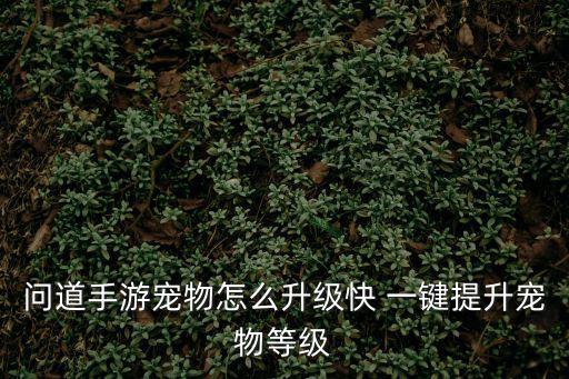问道手游宠物怎么升级快 一键提升宠物等级