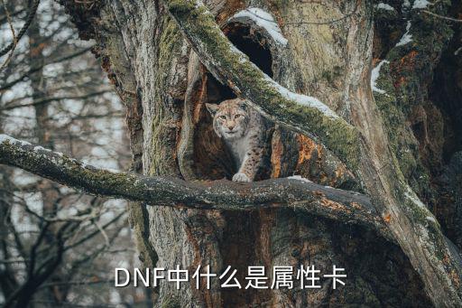 DNF中什么是属性卡