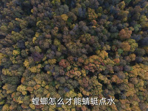 螳螂怎么才能蜻蜓点水