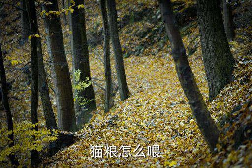 猫粮怎么喂