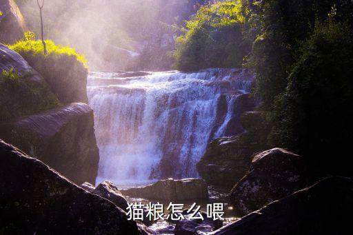 猫粮怎么喂