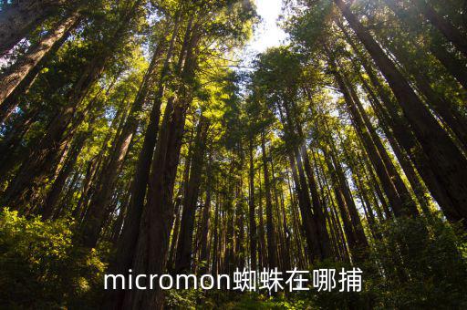 micromon蜘蛛在哪捕