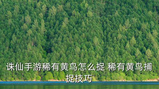 诛仙手游稀有黄鸟怎么捉 稀有黄鸟捕捉技巧