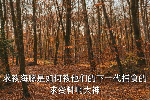 求教海豚是如何教他们的下一代捕食的求资料啊大神