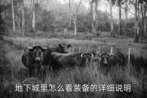 地下城里怎么看装备的详细说明