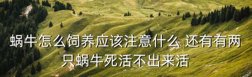 蜗牛怎么饲养应该注意什么 还有有两只蜗牛死活不出来活