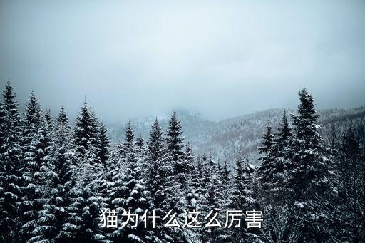猫为什么这么厉害