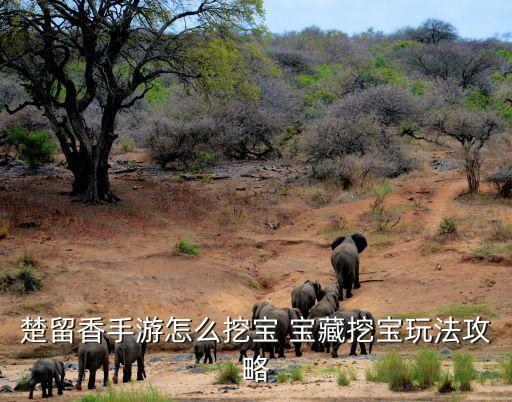 楚留香手游怎么弄宝宝，楚留香手游童趣怎么增加 童趣值增加方法分