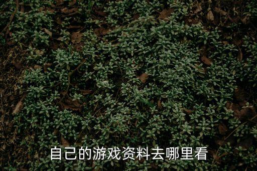 自己的游戏资料去哪里看