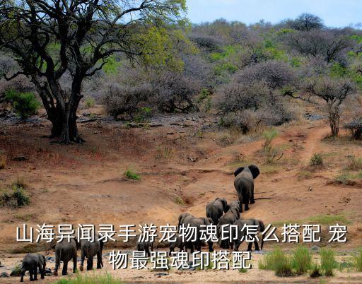 山海异闻录手游宠物魂印怎么搭配 宠物最强魂印搭配