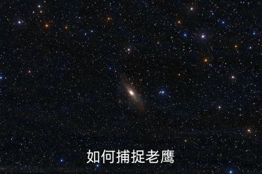 黑色沙漠手游老鹰怎么抓，请问如何抓鹰