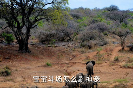 宝宝斗场怎么刷神宠