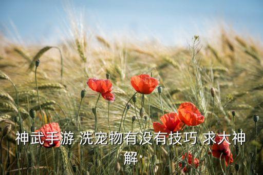 神武手游 洗宠物有没有技巧 求大神解