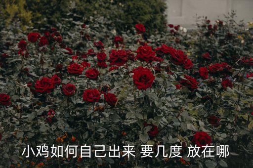 小鸡如何自己出来 要几度 放在哪