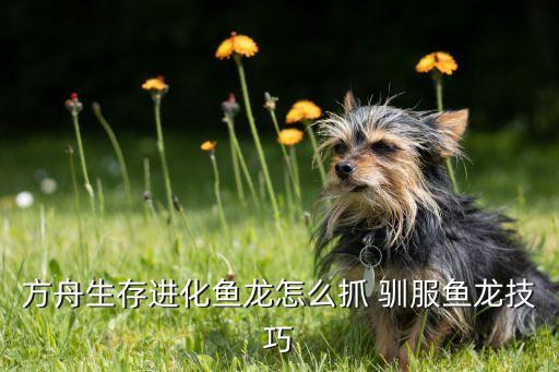 方舟生存进化手游怎么抓大鱼，怎样抓大鱼