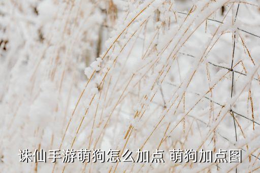 诛仙手游萌狗怎么加点 萌狗加点图