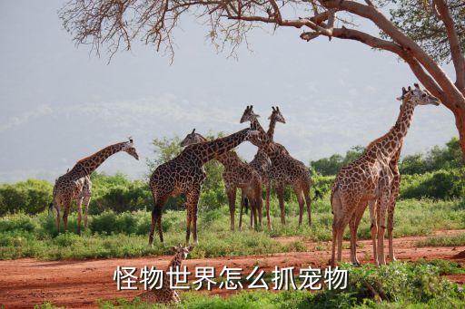 怪物世界怎么抓宠物