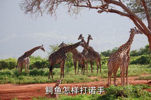 鳄鱼怎样打诺手